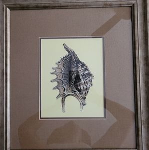Sea Shell Framed Wall Art